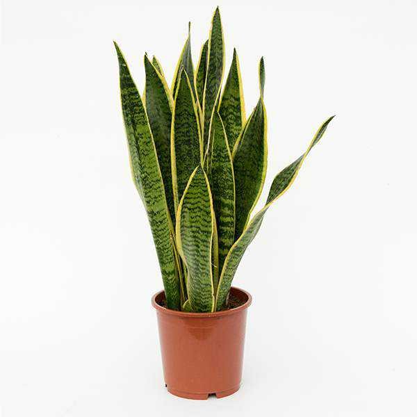 snake plant (lidah mertua)